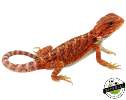 bearded dragon for sale online at cheap prices, buy bearded dragons near me