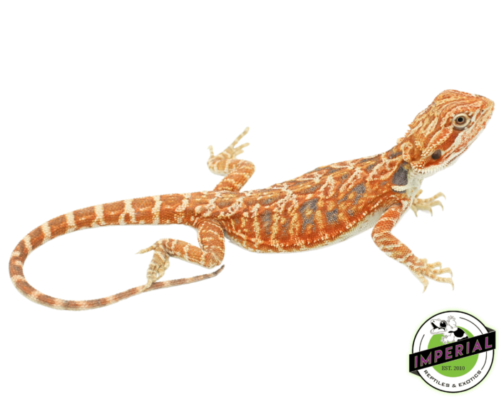 bearded dragon for sale online at cheap prices, buy bearded dragons near me