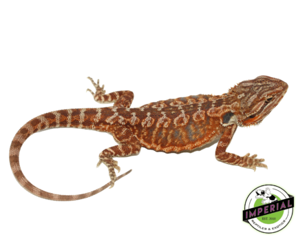 bearded dragon for sale, buy reptiles online