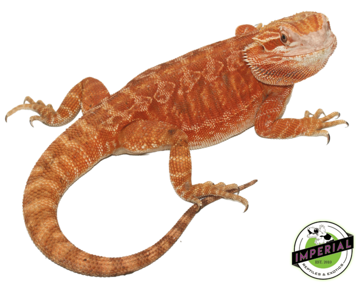 bearded dragon for sale online, buy bearded dragons at cheap prices