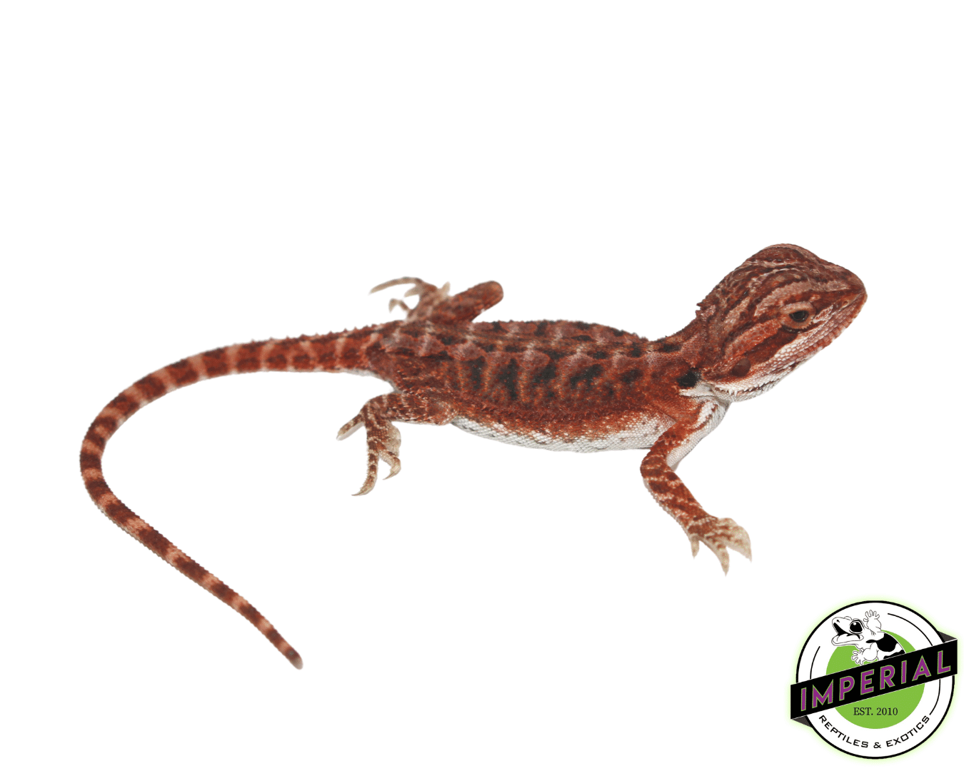 Red Panther Bearded Dragon