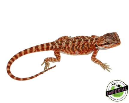 bearded dragon for sale online, buy bearded dragons at cheap prices