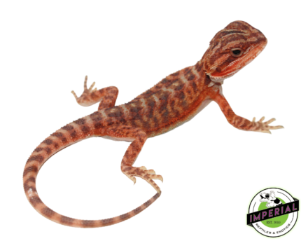 bearded dragon for sale, buy reptiles online