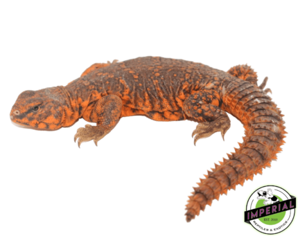 Red Uromastyx for sale, buy reptiles online