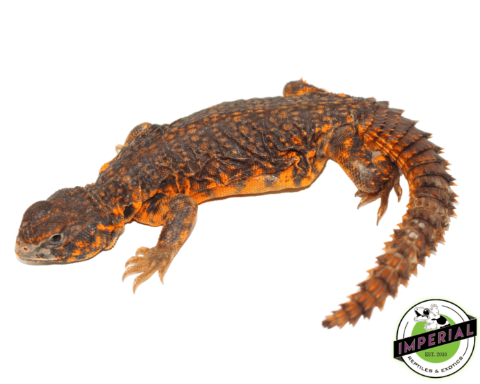 Uromastyx for sale, buy reptiles online