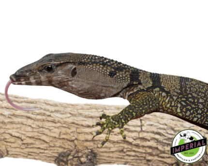 black roughneck monitor lizard for sale, buy reptiles online