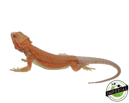 Salmon Hypo Translucent Bearded Dragon Sub Adult Male