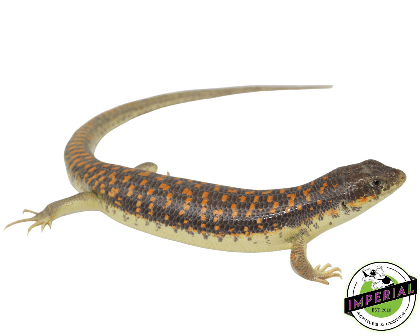 Schneider skink for sale, buy reptiles online