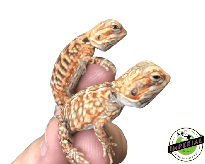 silkback bearded dragon for sale, buy reptiles online