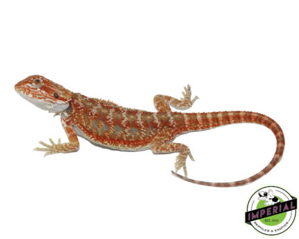 bearded dragon for sale, buy reptiles online