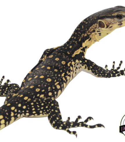 water monitor lizard for sale, buy reptiles online