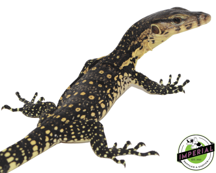 water monitor lizard for sale, buy reptiles online