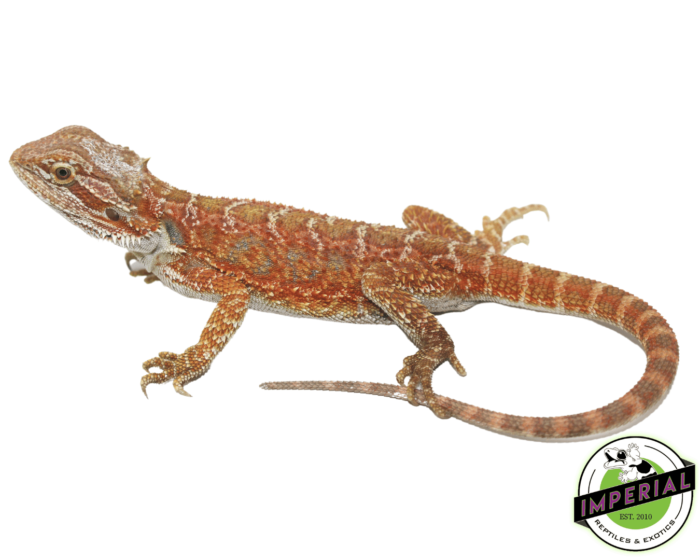 bearded dragon for sale, buy reptiles online