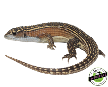 giant plated lizard for sale, buy reptiles online