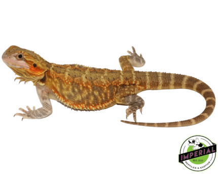 bearded dragon for sale, buy reptiles online