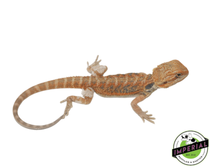 orange bearded dragon for sale, buy reptiles online