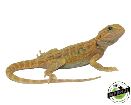 bearded dragon for sale, buy reptiles online