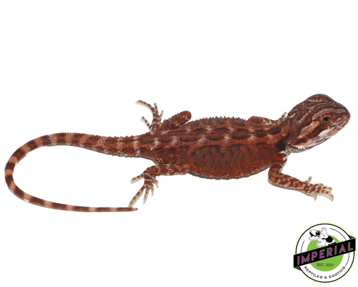 bearded dragon for sale online, buy bearded dragons at cheap prices