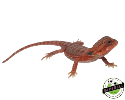 bearded dragon for sale online, buy bearded dragons at cheap prices