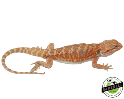 bearded dragon for sale, buy reptiles online