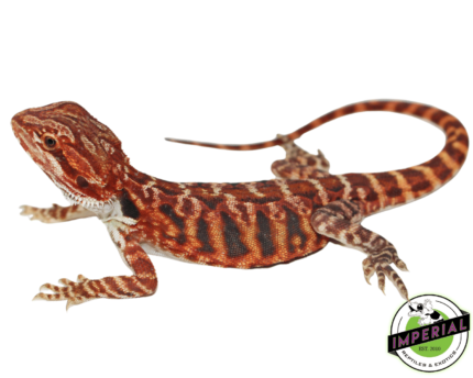 Buy Super Red Blue Bar Leatherback Bearded Dragon