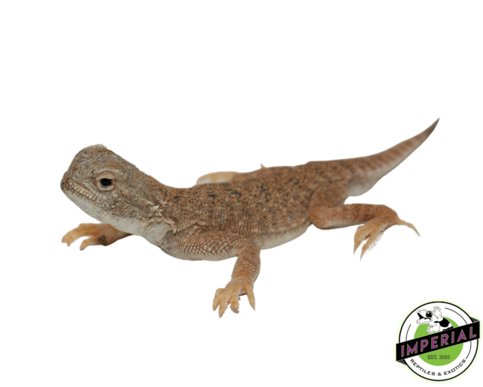 toad head agama for sale, buy reptiles online