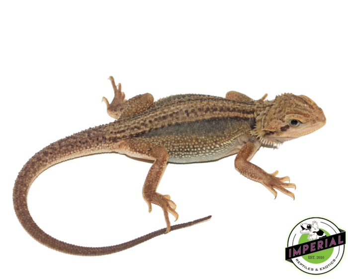 buy Translucent Dunner Bearded Dragon Babyonline at cheap prices