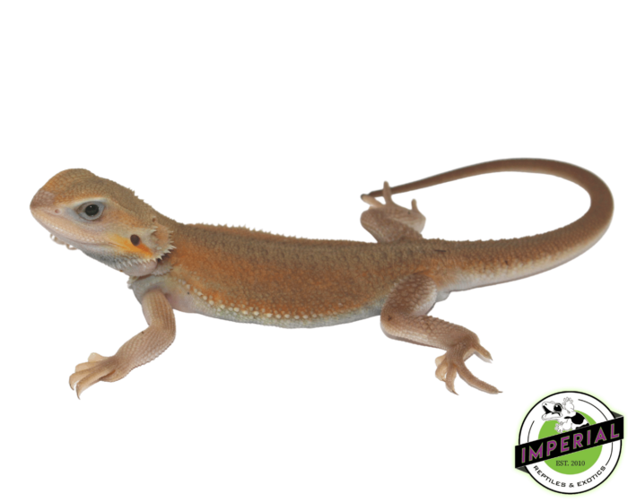 bearded dragon for sale online, buy bearded dragons at cheap prices