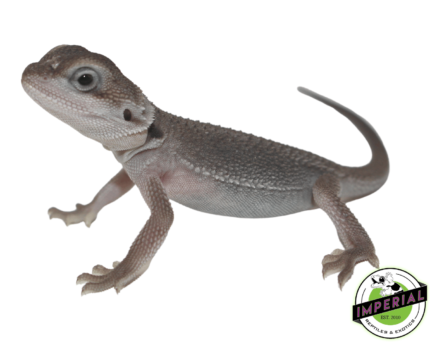 bearded dragon for sale online, buy bearded dragons at cheap prices