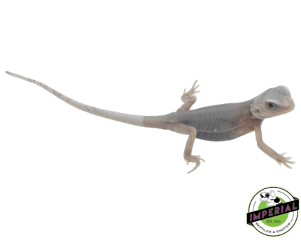 bearded dragon for sale online, buy bearded dragons at cheap prices