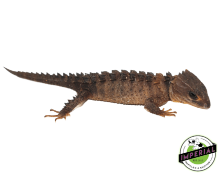 white eye crocodile skink for sale, buy reptiles online