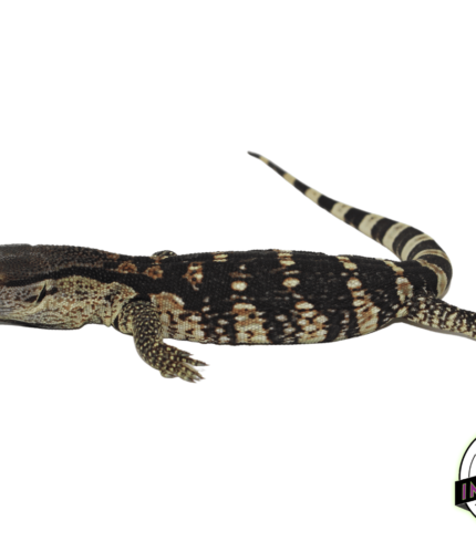 white throat monitor for sale, buy monitor lizard reptiles for sale online at cheap prices