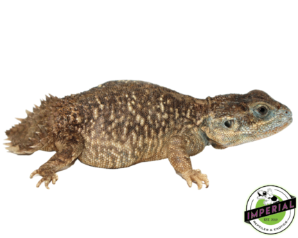 xenagama lizard for sale online at cheap price, buy lizards near me