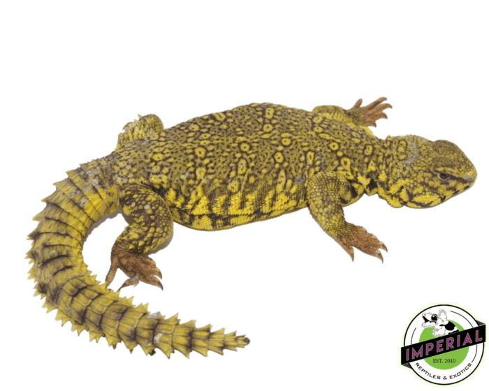 Yellow Uromastyx for sale, buy reptiles online