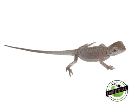 bearded dragon for sale online, buy bearded dragons at cheap prices